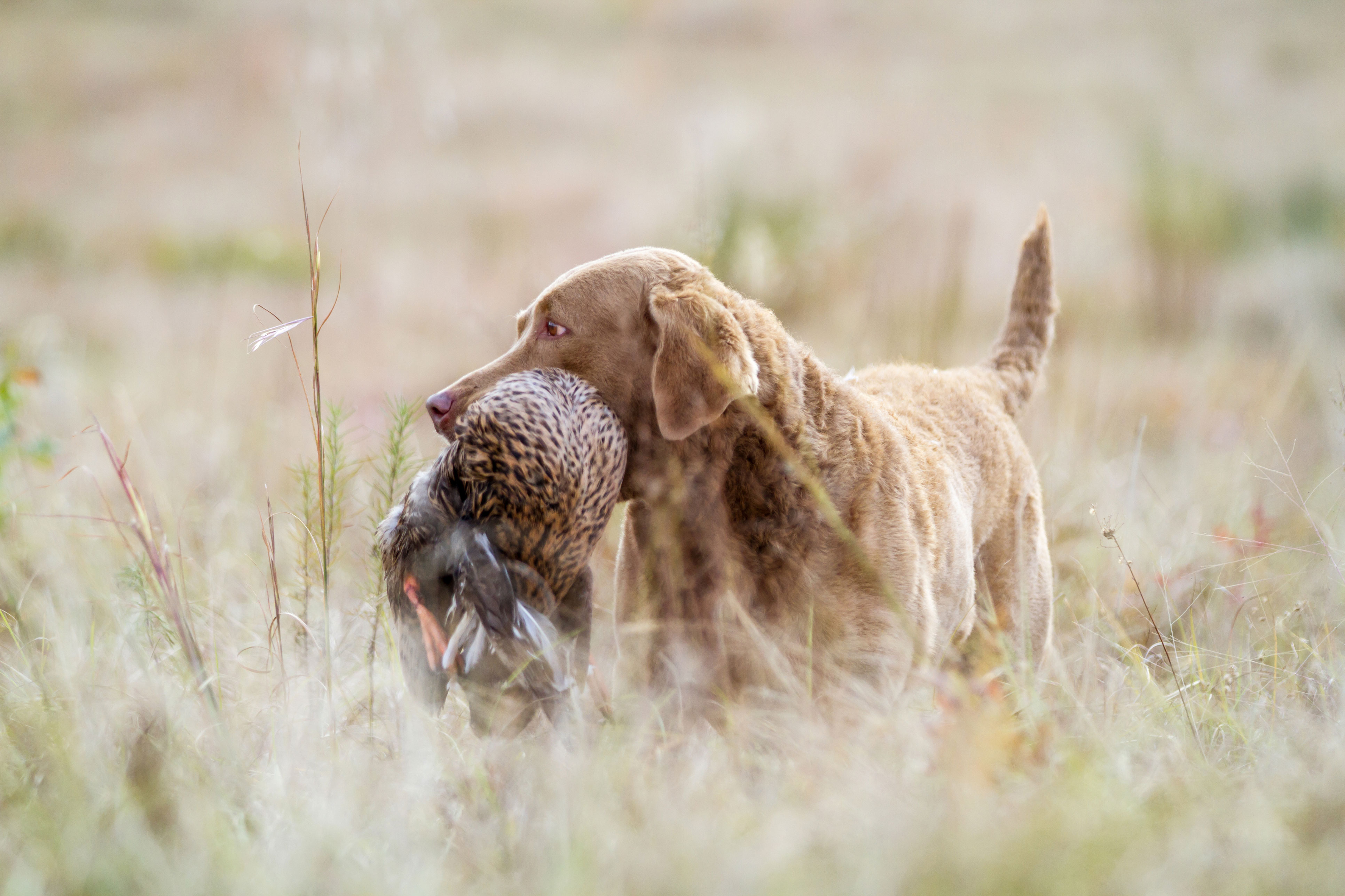 About The Chesapeake Bay Retriever